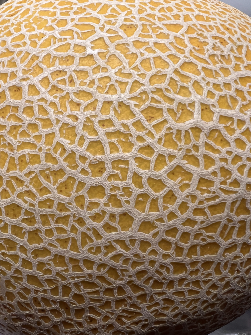 Meloni, picture of a Galia melon